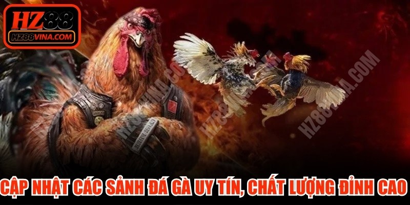 Cập nhật các sảnh đá gà uy tín, chất lượng đỉnh cao tại HZ88